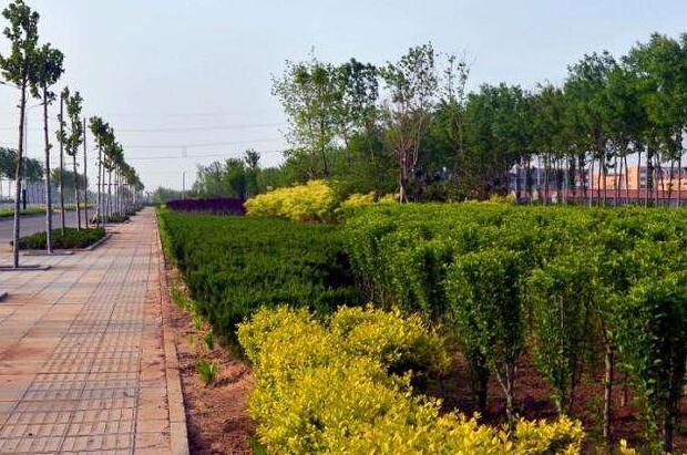  綠化工程苗木的價格計算方法有哪些