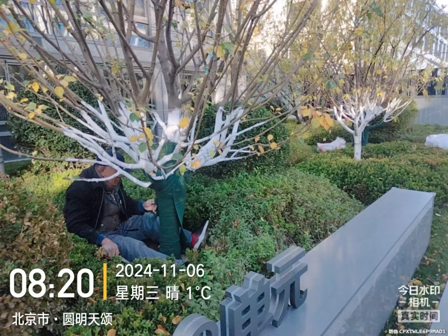 《北京天宏園林綠化草莓视频黄app下载-草莓视频app在线下载观看-草莓视频黄版下载-黄色草莓视频app：冬季綠化養護之大樹涂白》