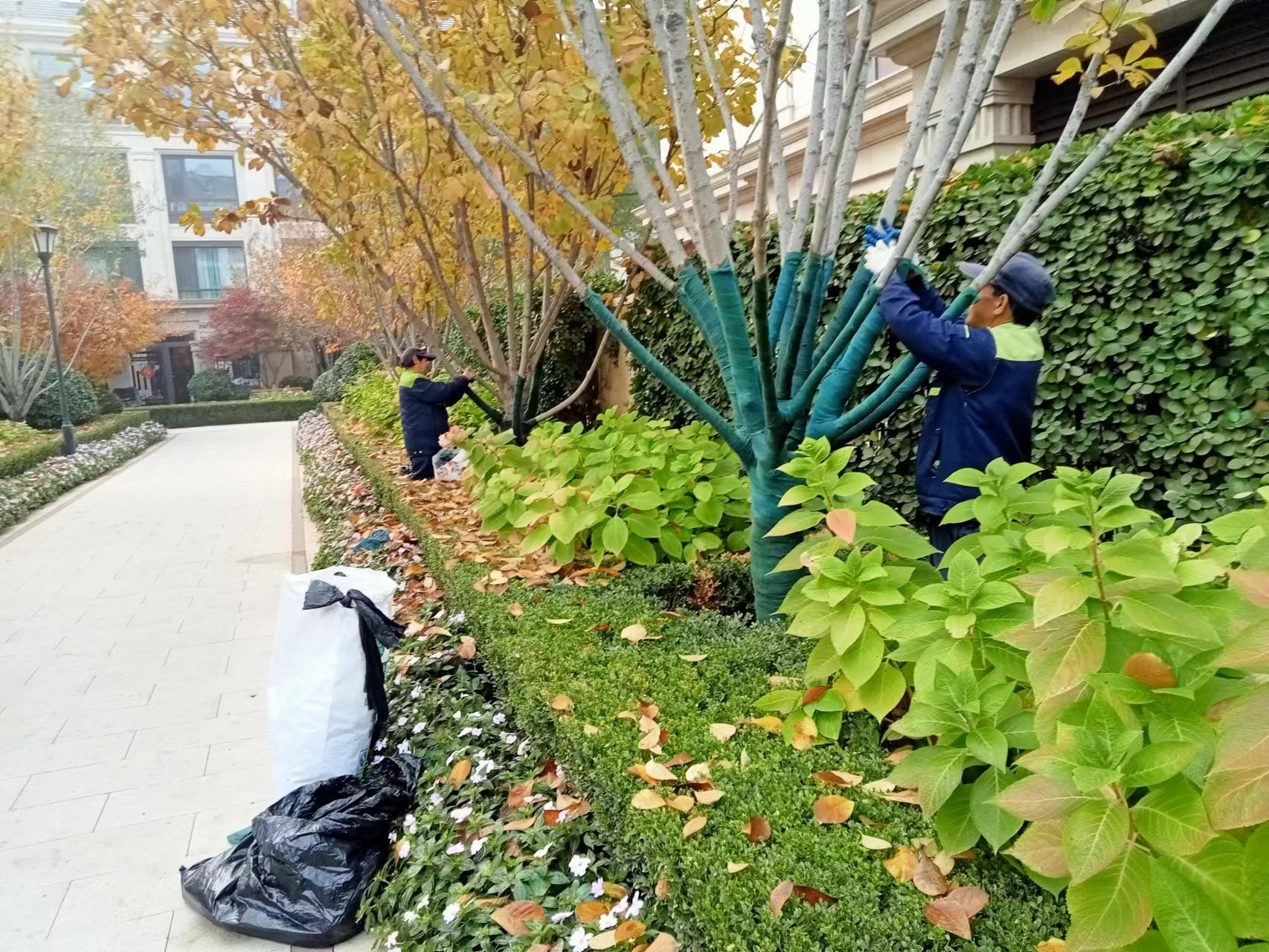 《北京天宏園林綠化草莓视频黄app下载-草莓视频app在线下载观看-草莓视频黄版下载-黄色草莓视频app：冬季綠化養護之樹木纏桿》